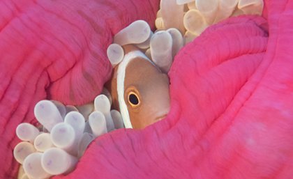 A clownfish hiding away in the anemones. Credit: Stefan Andrews.